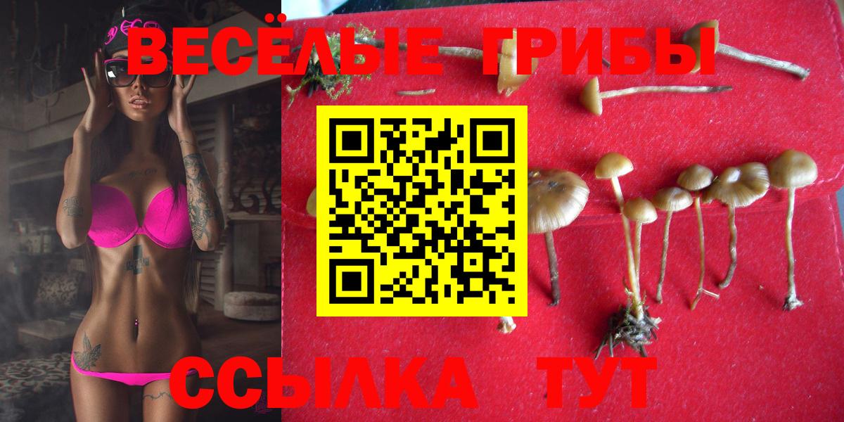 Тихорецк  сколько стоит  Псилоцибиновые грибы Psilocybe  Вход с VPN  Псилоцибиновые грибы Magic Shrooms 